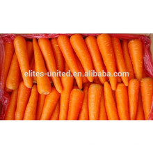 Chinese fresh carrot price